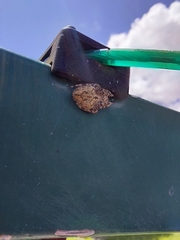 Hortophora