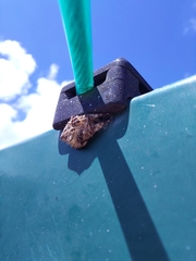 Hortophora