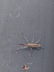 Lasiorhynchus barbicornis