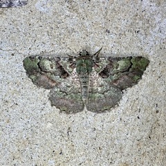 Aeolochroma turneri
