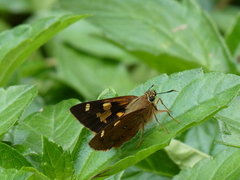 Trapezites symmomus