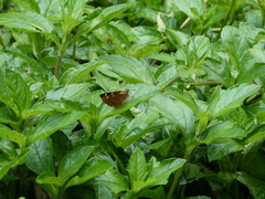 Trapezites symmomus