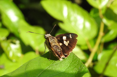 Trapezites symmomus