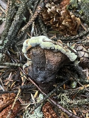 Hydnellum peckii