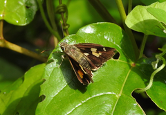 Trapezites symmomus