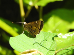 Trapezites symmomus