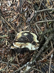 Hydnellum peckii