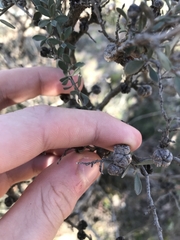 Leptospermum myrtifolium