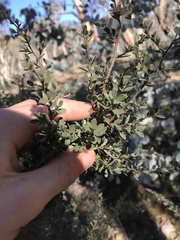 Leptospermum myrtifolium