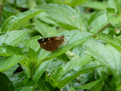 Trapezites symmomus