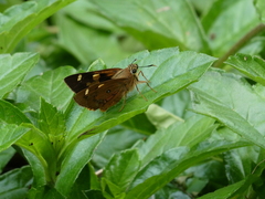 Trapezites symmomus