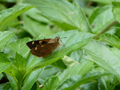 Trapezites symmomus