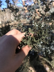 Leptospermum myrtifolium