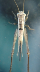 Euscyrtinae