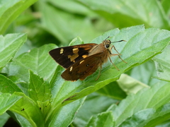 Trapezites symmomus