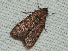 Mimaglossa nauplialis