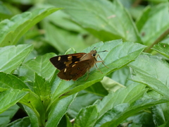 Trapezites symmomus