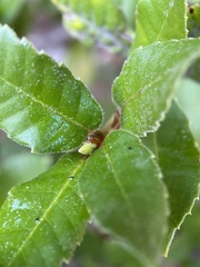 Andricus notholithocarpi