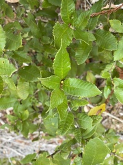 Andricus notholithocarpi