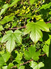Rubus crataegifolius