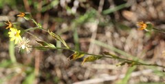 Bradburia pilosa