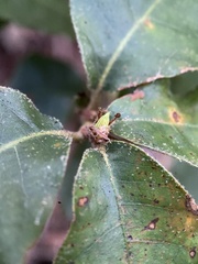 Andricus notholithocarpi