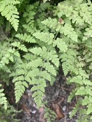 Cystopteris tenuis