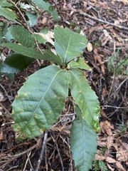 Andricus notholithocarpi