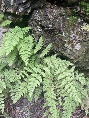 Cystopteris tenuis