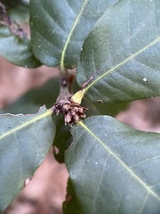 Andricus notholithocarpi