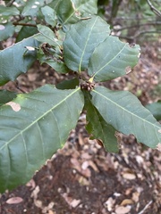 Andricus notholithocarpi