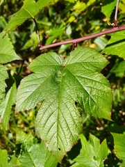 Rubus crataegifolius