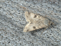 Heliothis punctifera
