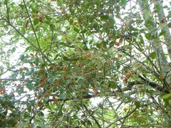 Citharexylum berlandieri