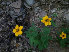 Sclerocarpus uniserialis