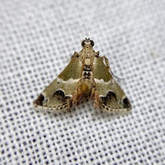 Arescoptera idiotypa