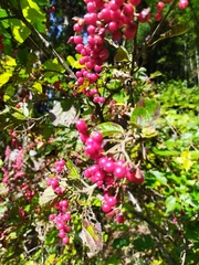 Viburnum dilatatum