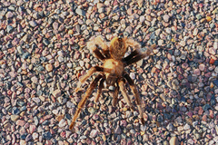 Aphonopelma chalcodes