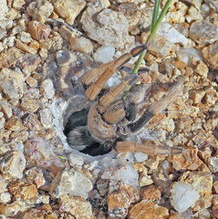 Aphonopelma chalcodes
