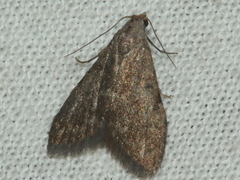 Nola pleurosema