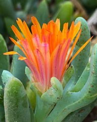Malephora crocea