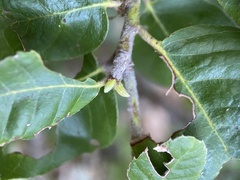 Andricus notholithocarpi