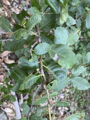 Andricus notholithocarpi