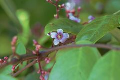 Averrhoa carambola