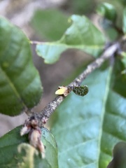 Andricus notholithocarpi