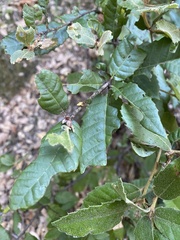 Andricus notholithocarpi