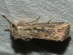 Persectania dyscrita