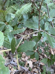 Andricus notholithocarpi