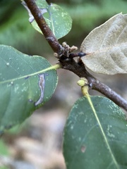 Andricus notholithocarpi
