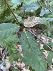 Andricus notholithocarpi